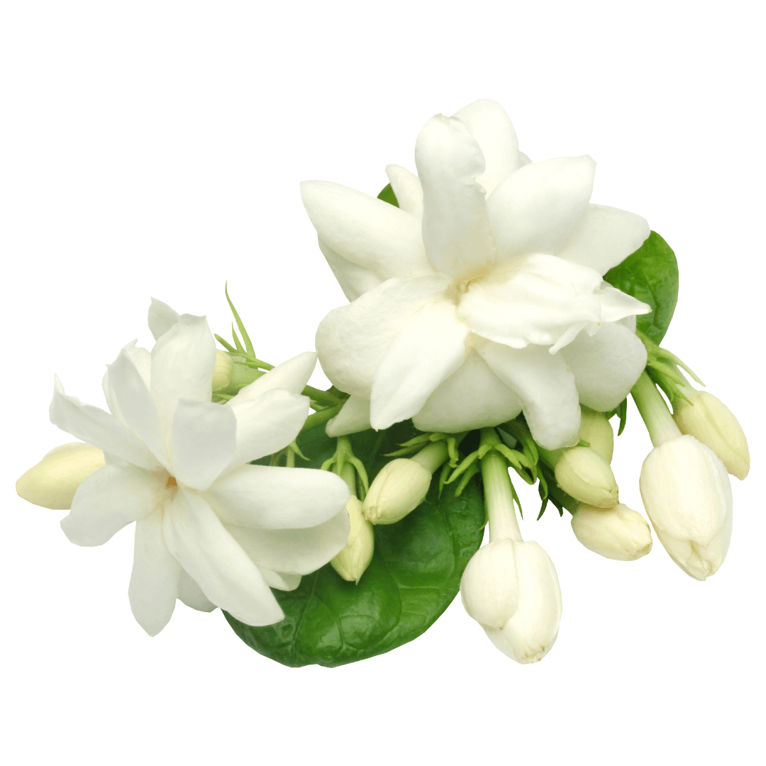JAsmin (1)